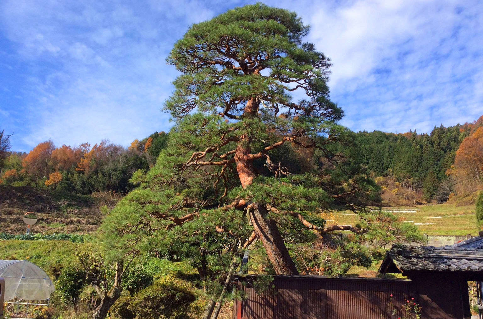 大きなアカマツの手入 - 庭のことなら赤松庵（せきしょうあん）