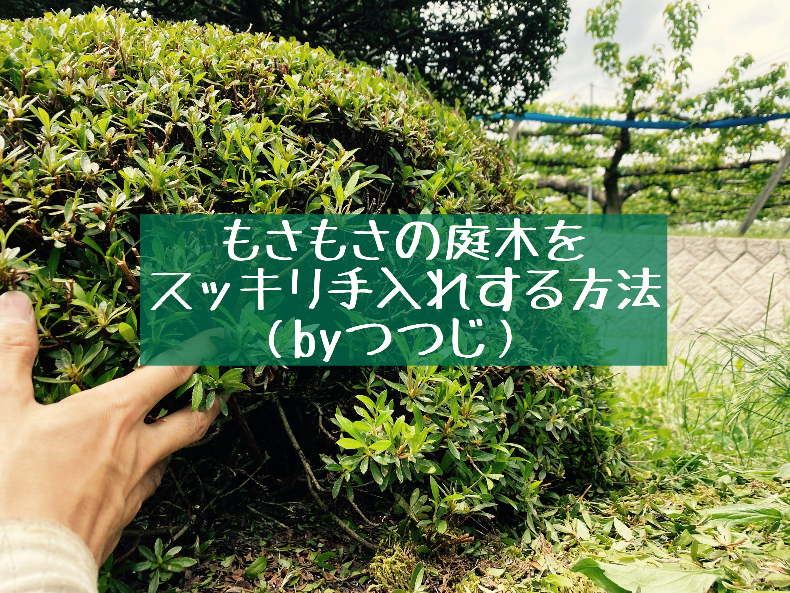 もさもさの庭木をスッキリ手入れする方法 低木 Byツツジ 赤松庵