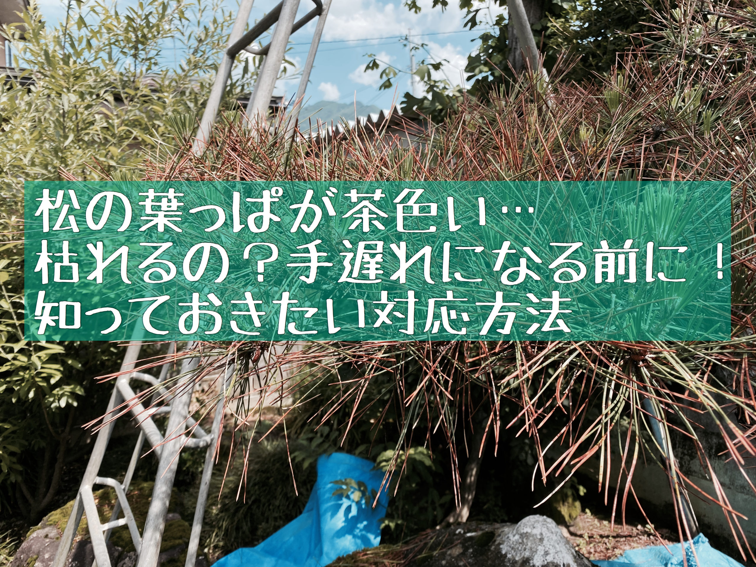 松の葉っぱが茶色い 枯れるの 手遅れになる前に 知っておきたい対処方法 お庭のdiy 庭のことなら赤松庵 せきしょうあん